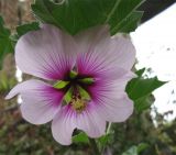 Malva subovata