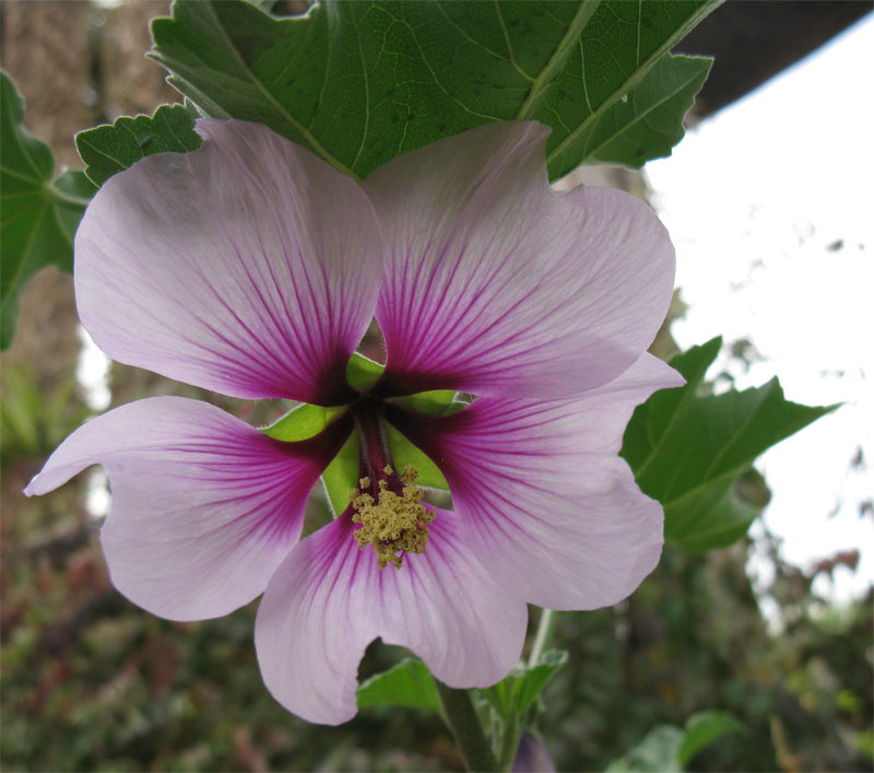 Image of Malva subovata specimen.