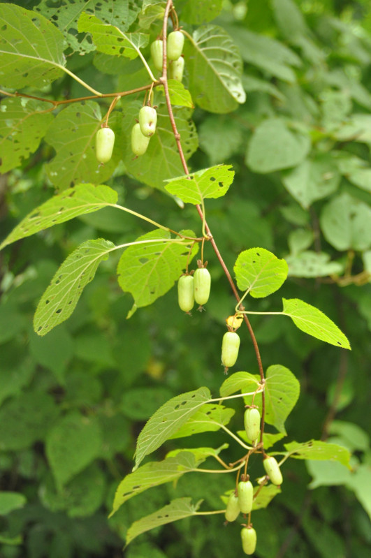 Image of Actinidia kolomikta specimen.