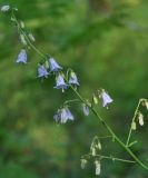 Adenophora curvidens. Часть соцветия. Приморье, Сихотэ-Алинь, долина р. Заболоченная, опушка смешанного леса. 08.08.2012.
