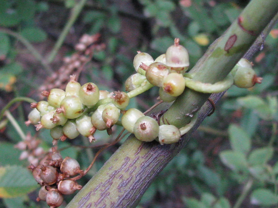 Image of Cuscuta lupuliformis specimen.