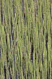 Equisetum fluviatile. Заросли на заболоченном участке. Карельский перешеек, окр. Сертолово. 12.05.2009.