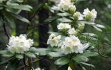 Rhododendron fauriei