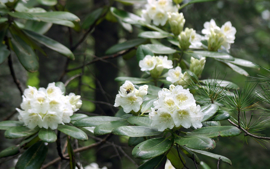 Image of Rhododendron fauriei specimen.