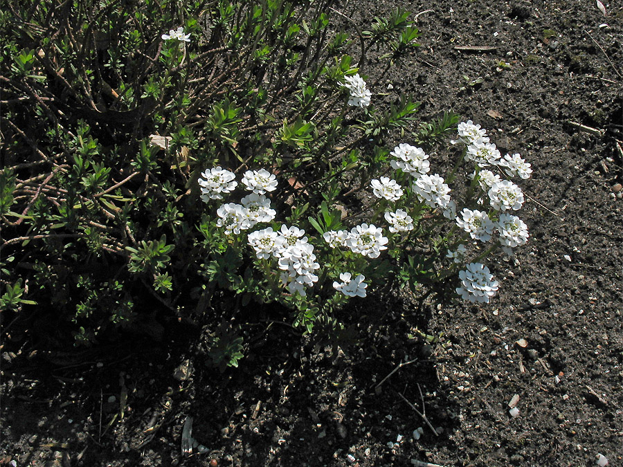 Image of Iberis sempervirens specimen.