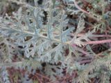 Erodium crassifolium