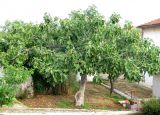 Ficus carica. Плодоносящее дерево. Хорватия, Истрия, пос. Баньоле, во дворе дома. 03.09.2012.