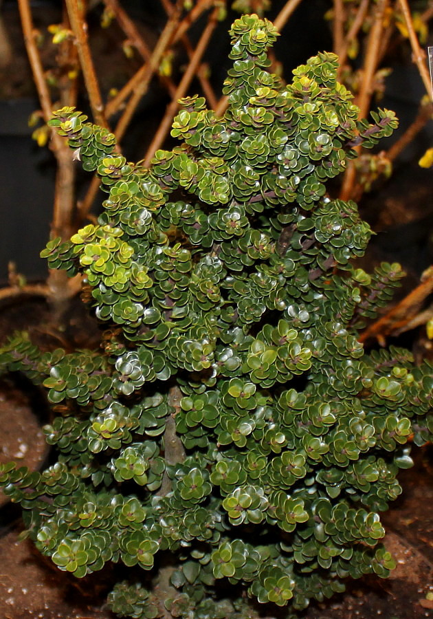 Image of Ilex crenata specimen.