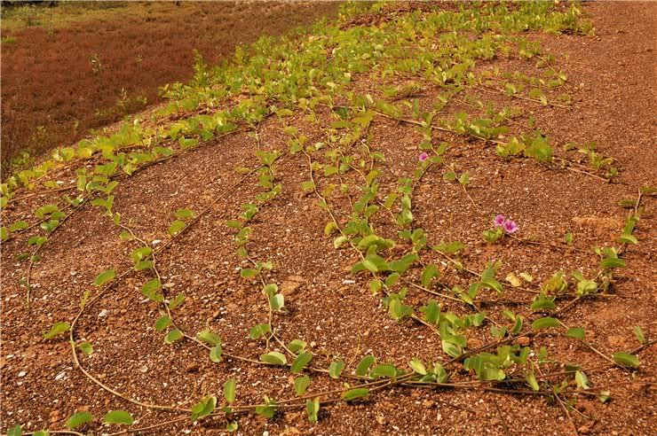 Image of Ipomoea pes-caprae specimen.