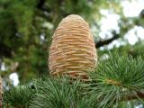 Cedrus deodara. Шишка. Хорватия, Истрия, г. Пореч, у автовокзала. 06.09.2012.