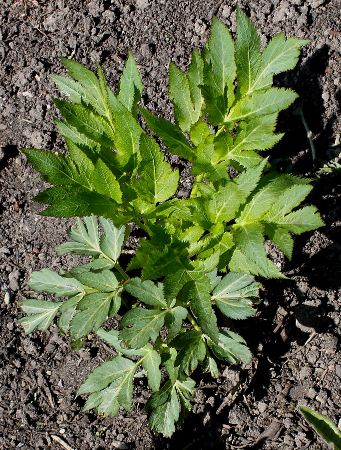 Изображение особи Angelica gigas.