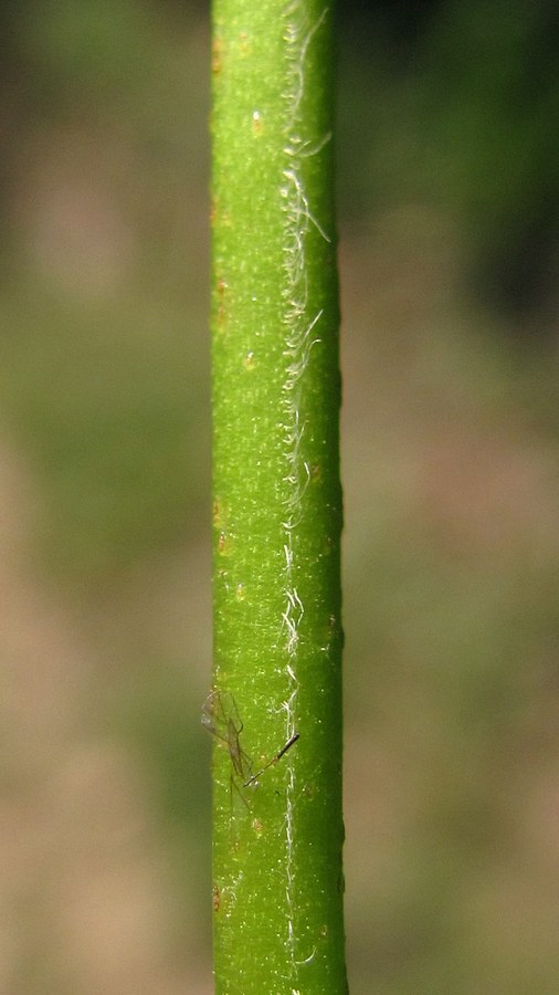 Image of Veronica vindobonensis specimen.