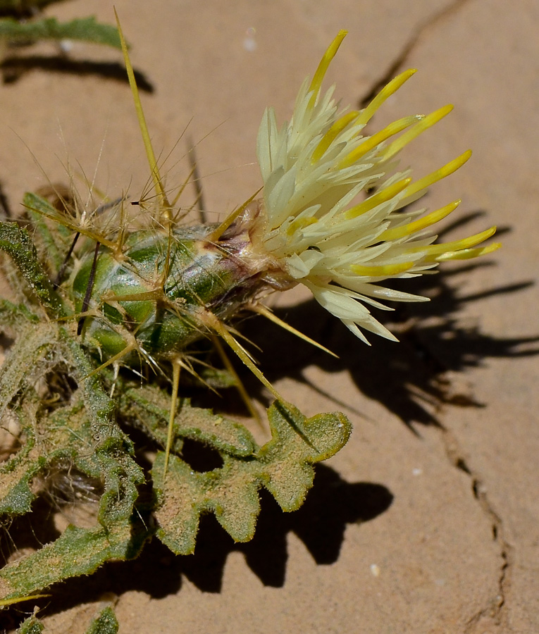 Image of Centaurea pallescens specimen.