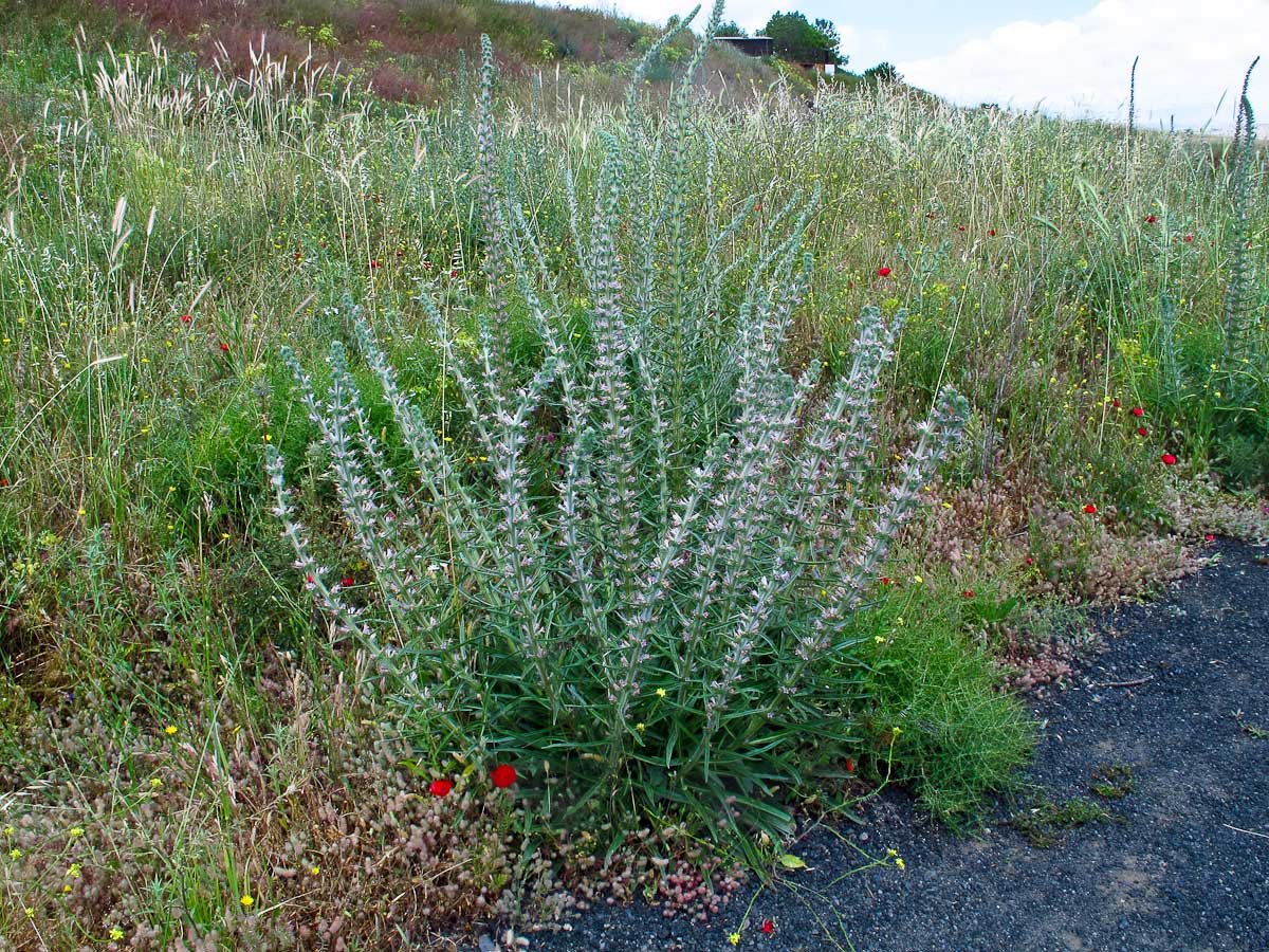 Изображение особи Echium glomeratum.