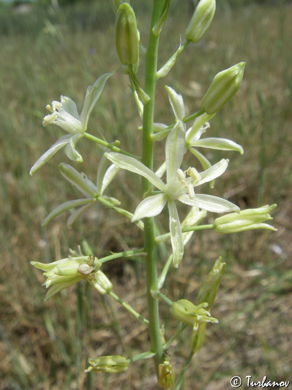 Изображение особи Ornithogalum pyrenaicum.