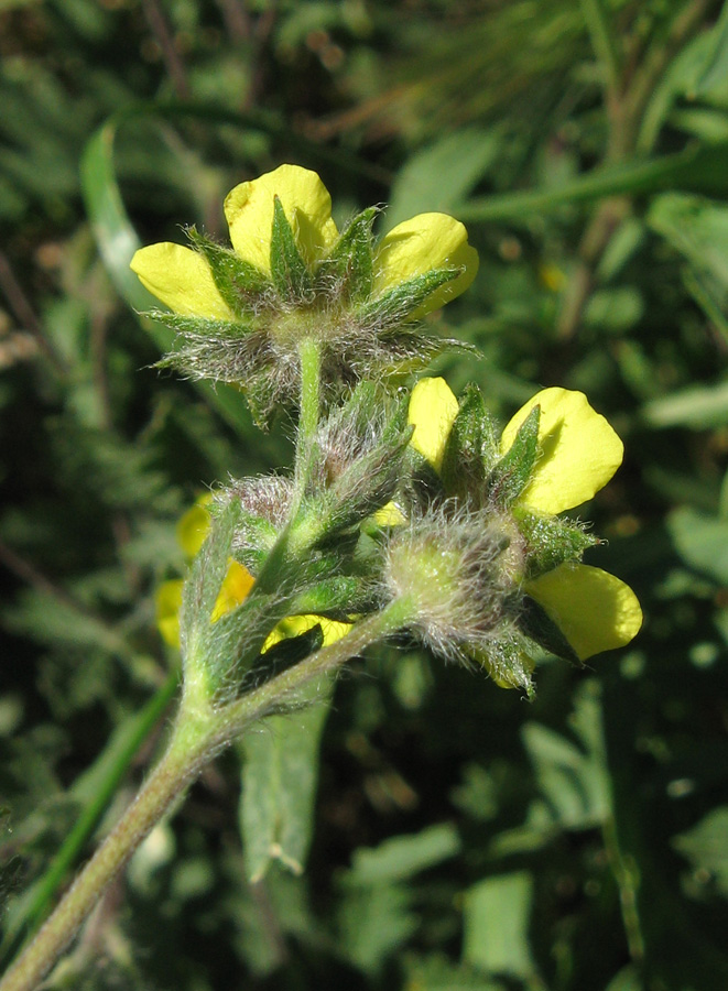 Изображение особи род Potentilla.
