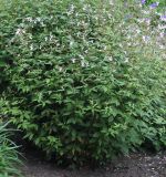 Gillenia trifoliata