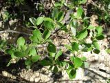 Salix bebbiana. Ветвь. Архангельская обл., Пинежский р-н, восточные окр. Пинежского заповедника, на обнажении горной породы в карстовом логу. 21.06.2013.