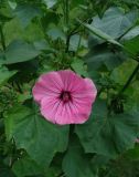 Malva trimestris