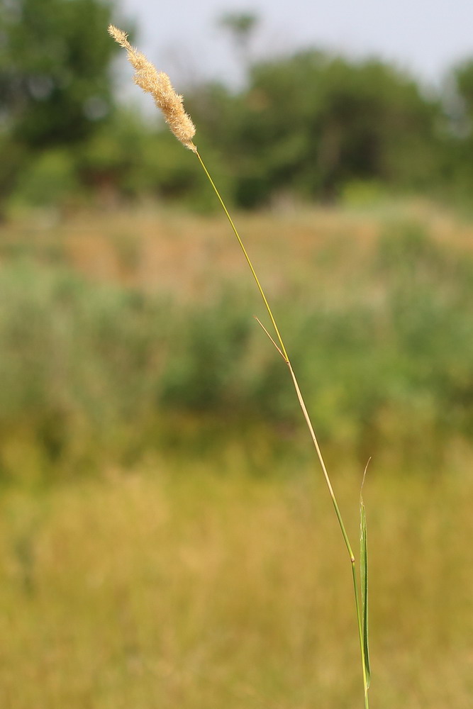 Image of Melica transsilvanica specimen.