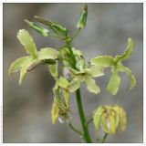 Matthiola fragrans. Соцветие. Республика Татарстан, Камско-Устьинский район, памятник природы \"Юрьевские пещеры\". 11.06.2009.