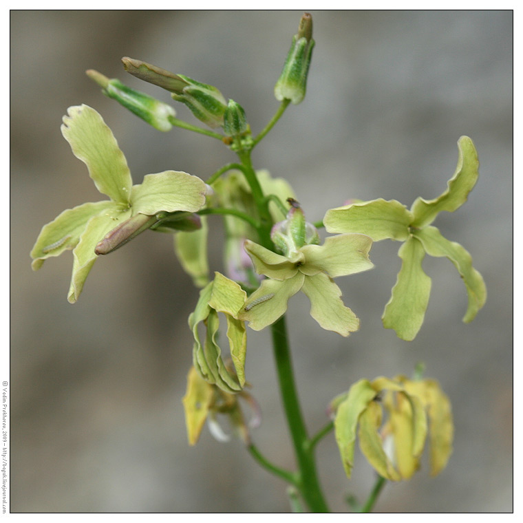 Изображение особи Matthiola fragrans.