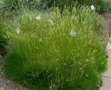 Festuca gautieri