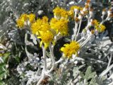 Senecio cineraria