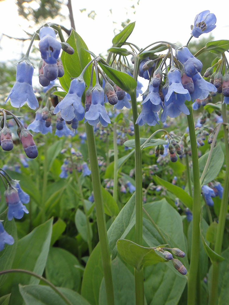 Image of Mertensia sibirica specimen.