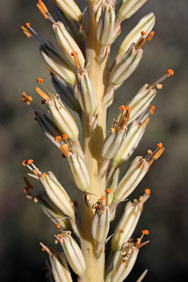 Изображение особи Eremurus inderiensis.