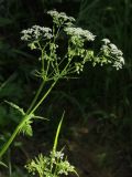 Anthriscus sylvestris. Соцветие. Ленинградская обл., пойма р. Луга у дер. Кемка. 12.06.2009.