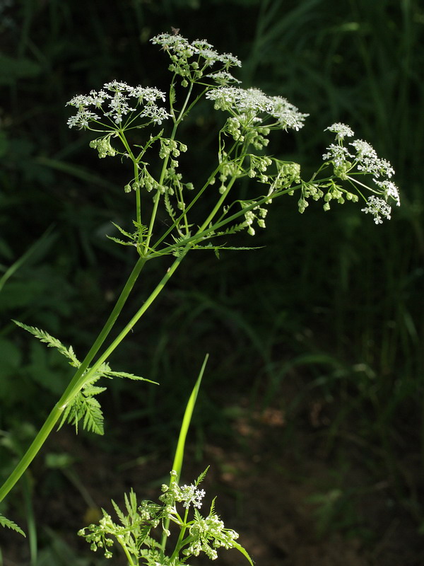 Image of Anthriscus sylvestris specimen.