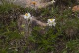 Anemonastrum protractum. Цветущее растение. Казахстан, Заилийский Алатау, перевал Талгар, ≈ 3200 м н.у.м. 30.06.2013.