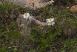 Anemonastrum protractum