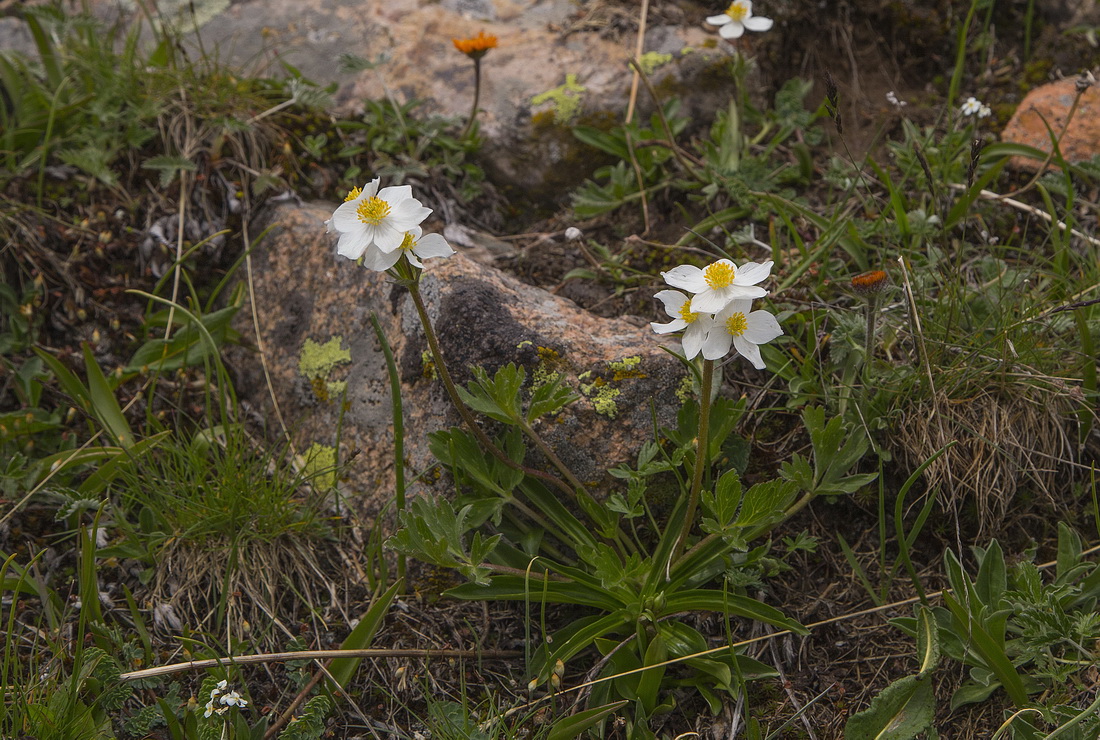 Изображение особи Anemonastrum protractum.