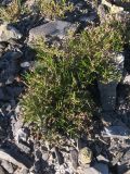 Spergularia rubra