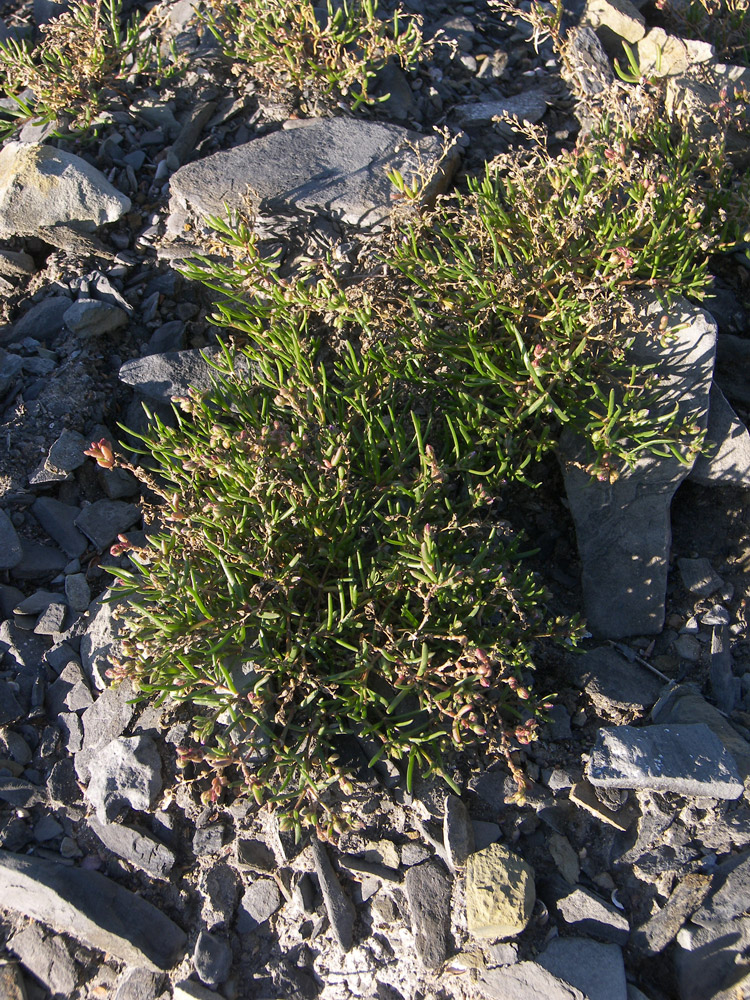 Image of Spergularia rubra specimen.