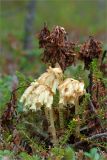 Hypopitys monotropa. Цветущие растения и сухие прошлогодние побеги. Кольский п-ов, Терский берег Белого моря, сосновый лес рядом с дорогой, идущей вдоль побережья. 09.08.2013.