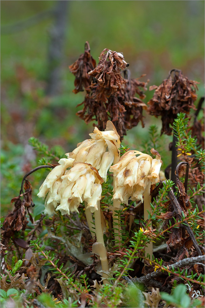 Image of Hypopitys monotropa specimen.