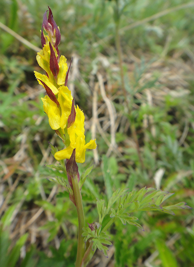 Изображение особи Corydalis sibirica.