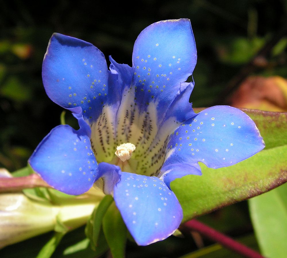 Изображение особи Gentiana scabra.