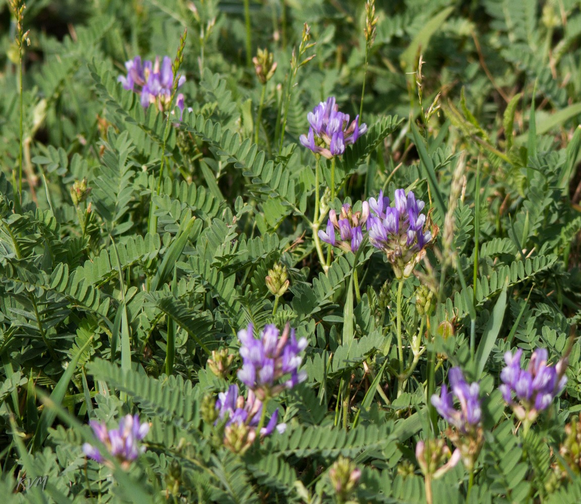 Image of Astragalus danicus specimen.