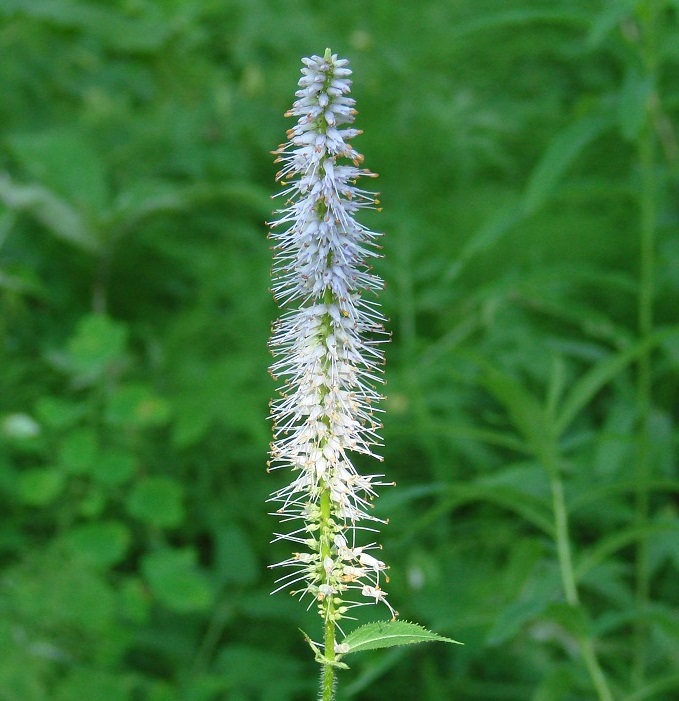 Изображение особи Veronicastrum sibiricum.