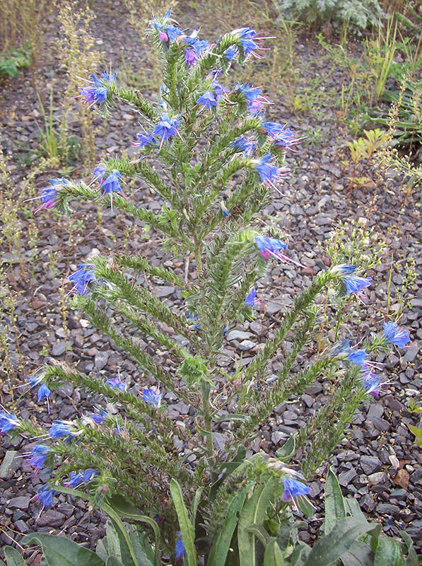 Изображение особи Echium vulgare.