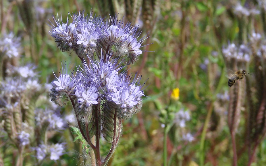 Image of Phacelia tanacetifolia specimen.