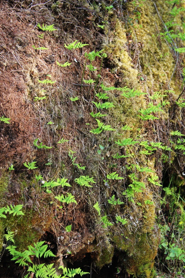 Image of Gymnocarpium continentale specimen.