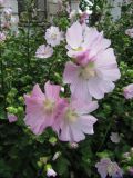 Malva thuringiaca