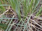 Cortaderia selloana. Побеги. Германия, г. Дюссельдорф, Ботанический сад университета. 02.03.2014.