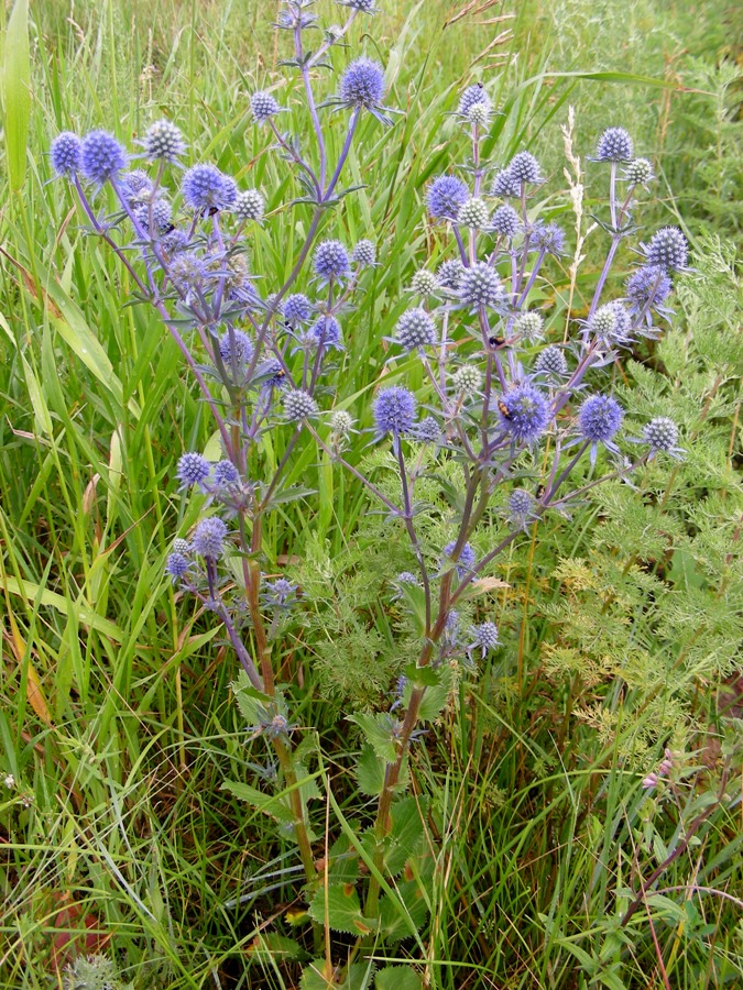 Изображение особи Eryngium planum.