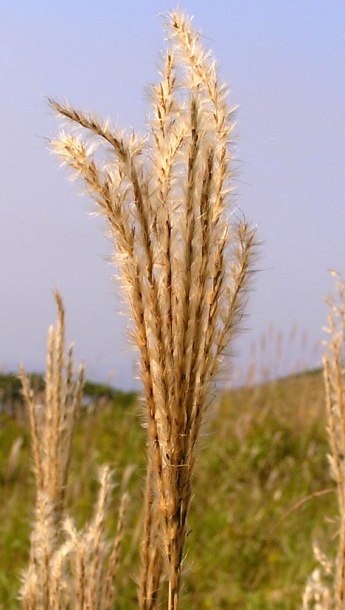 Изображение особи Miscanthus purpurascens.